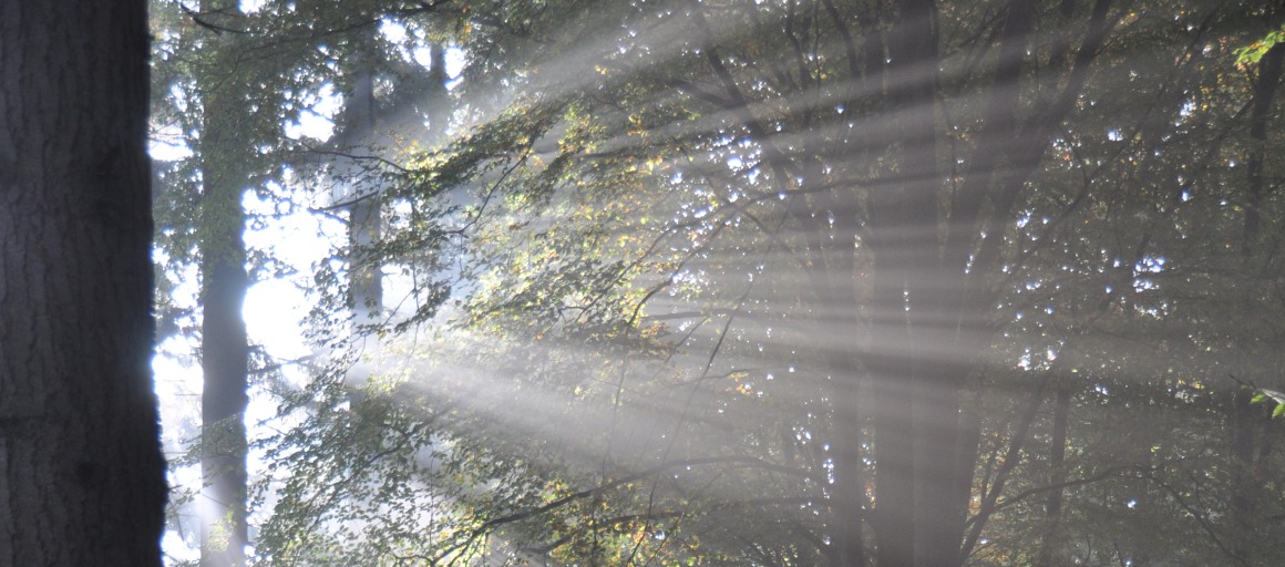 Zonnestralen schijnen door de bomen in een mysterieus bos met een onverhard wandelpad op de grond.