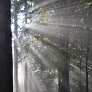 Zonnestralen schijnen door de bomen in een mysterieus bos met een onverhard wandelpad op de grond.