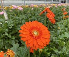 Bloemenverkoop Communicantjes
