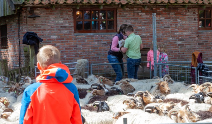 Schaapscheren op Hoeve Springendal
