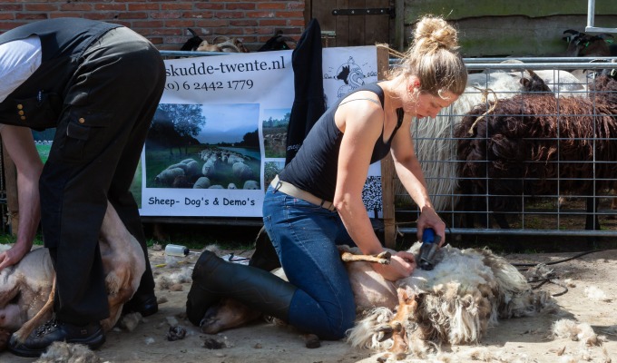 Schaapscheren op Hoeve Springendal
