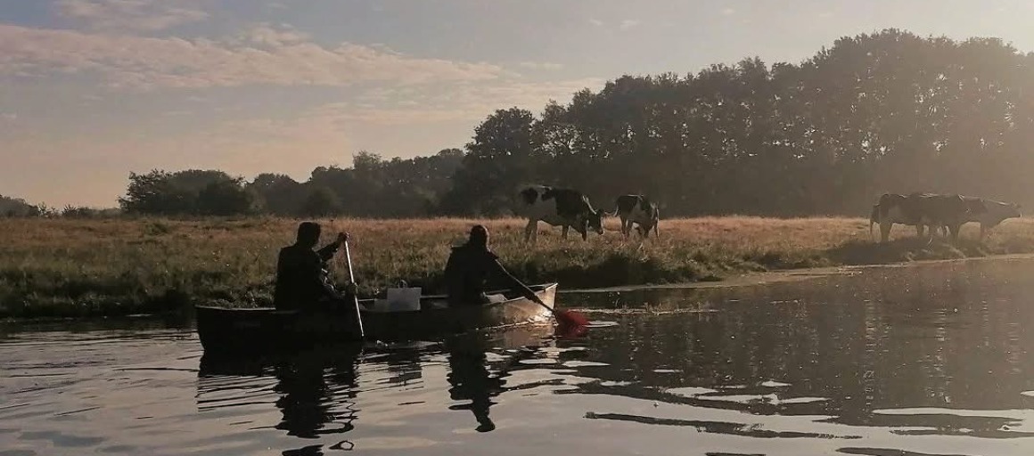 Twee mensen kanoën op een rivier bij zonsopkomst met grazende koeien in een veld op de achtergrond.