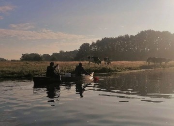Twee mensen kanoën op een rivier bij zonsopkomst met grazende koeien in een veld op de achtergrond.