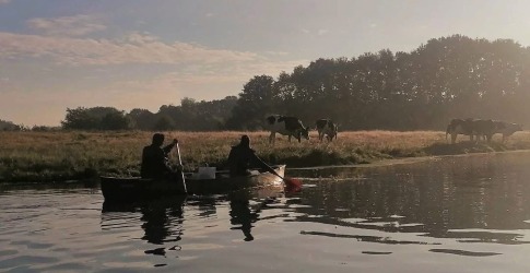 Twee mensen kanoën op een rivier bij zonsopkomst met grazende koeien in een veld op de achtergrond.