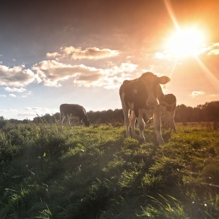 Koeien grazen in een groene weide bij een rivier met zonsondergang en blauwe lucht op de achtergrond.