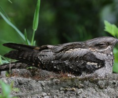 Nachtzwaluwen spotten op de Sprengenberg