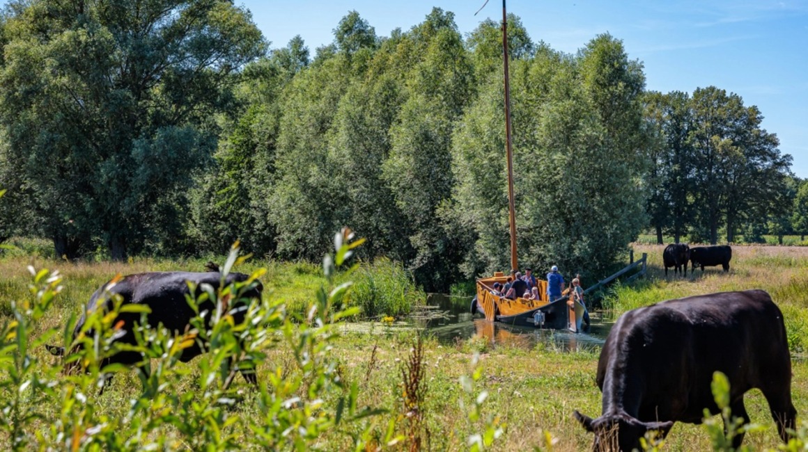 Koeien grazen in een groene wei terwijl een houten boot met mensen over een smalle rivier vaart.