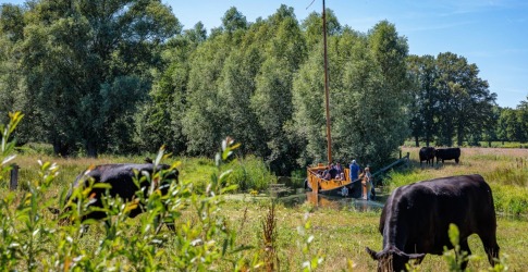 Koeien grazen in een groene wei terwijl een houten boot met mensen over een smalle rivier vaart.