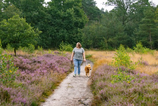 Vrouw wandelt met haar hond aan de lijn op een zandpad tussen bloeiende heide en bomen in de natuur.