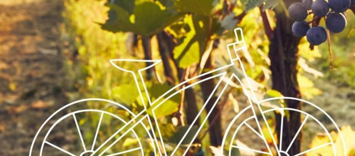 Witte lijntekening van een fiets over een wijngaard met rijpe druiven en groene bladeren in de zon.