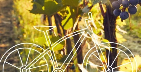 Witte lijntekening van een fiets over een wijngaard met rijpe druiven en groene bladeren in de zon.