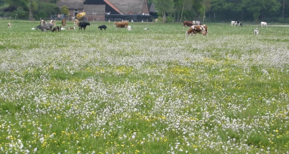 Een weide vol bloeiende bloemen met grazende koeien en boerderijgebouwen op de achtergrond in Nederland.