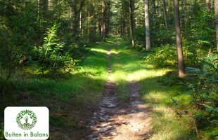 Bosrijk wandelpad met hoge bomen en zonlicht tussen het groen, Buiten in Balans-logo linksonder.