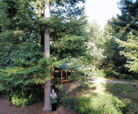 Een persoon in een groene jas staat bij een grote boom in een bos met een houten huisje op de achtergrond.
