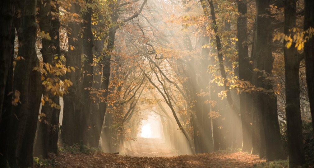 Zonnestralen schijnen door een pad omgeven door hoge bomen met herfstbladeren in een mistig bos.