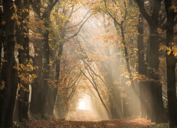 Zonnestralen schijnen door een pad omgeven door hoge bomen met herfstbladeren in een mistig bos.