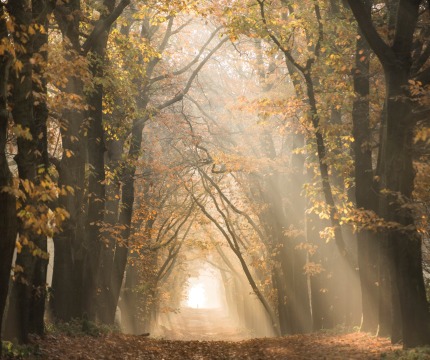 Zonnestralen schijnen door een pad omgeven door hoge bomen met herfstbladeren in een mistig bos.