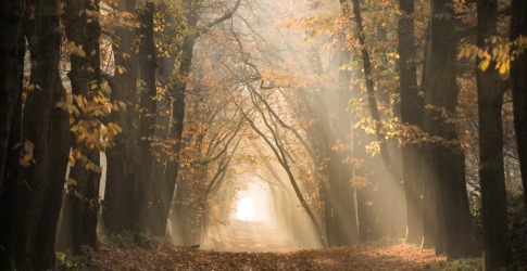 Zonnestralen schijnen door een pad omgeven door hoge bomen met herfstbladeren in een mistig bos.