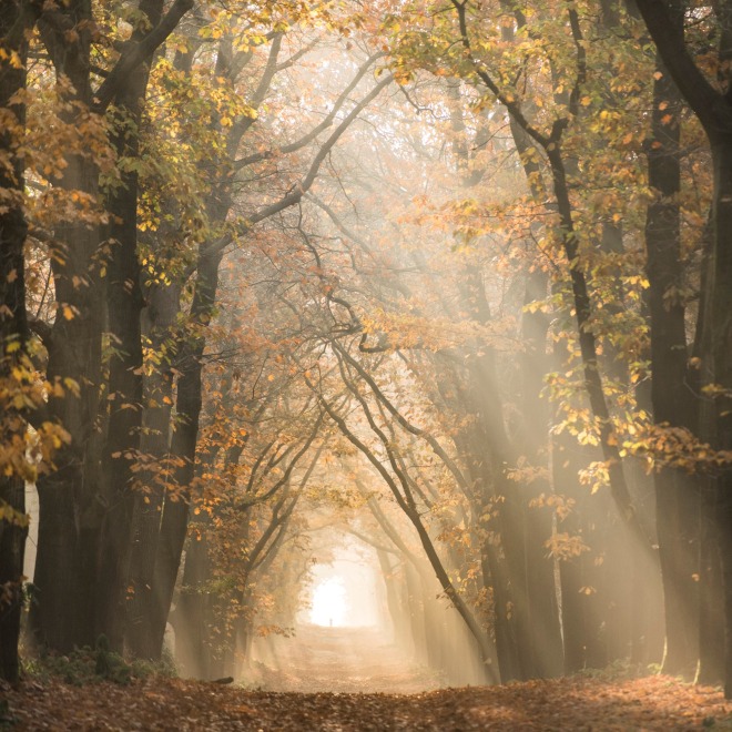 Zonnestralen schijnen door een pad omgeven door hoge bomen met herfstbladeren in een mistig bos.