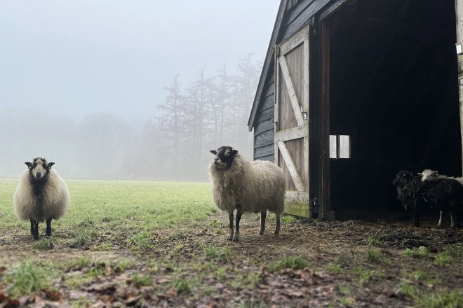 Schapen staan buiten een schuur op een mistige ochtend, met twee schapen die net binnen schuilen.