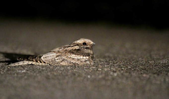 Nachtdierexcursie Engbertsdijksvenen