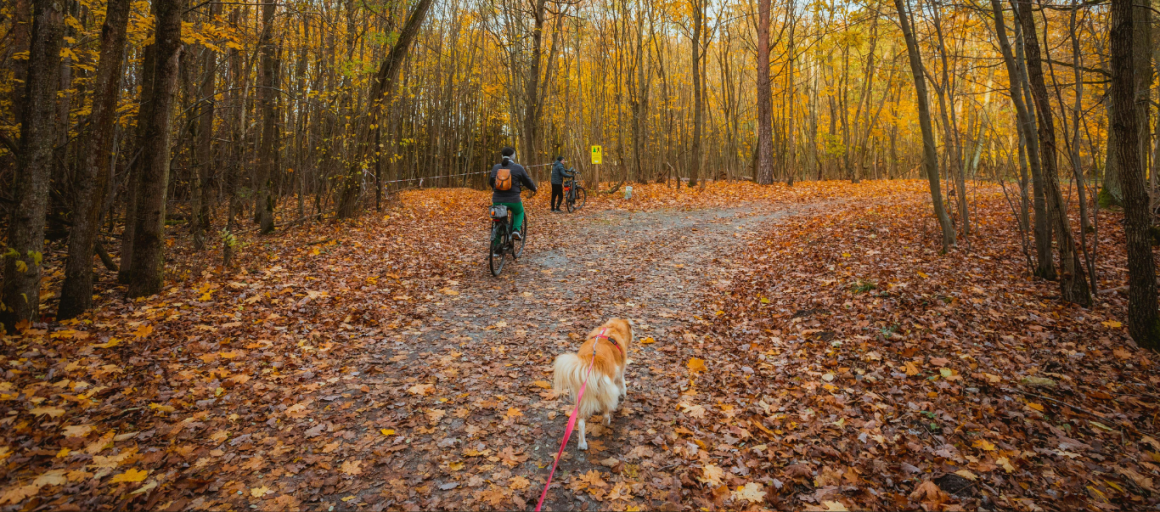 Fietsen met een hond aan de lijn door een herfstbos met gevallen bladeren en felgekleurde bomen.