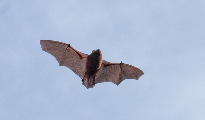 Nacht van de Vleermuis in Springendal