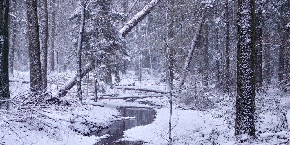 De Tankenberg - Miranda Damhuis