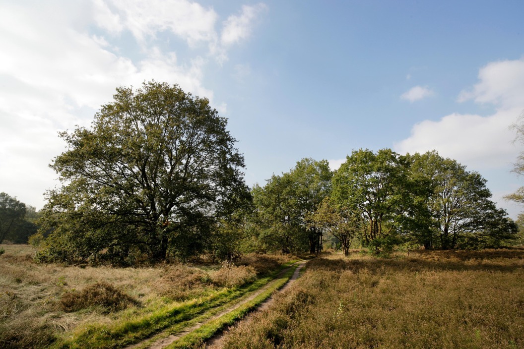 Manderheide: Natura2000