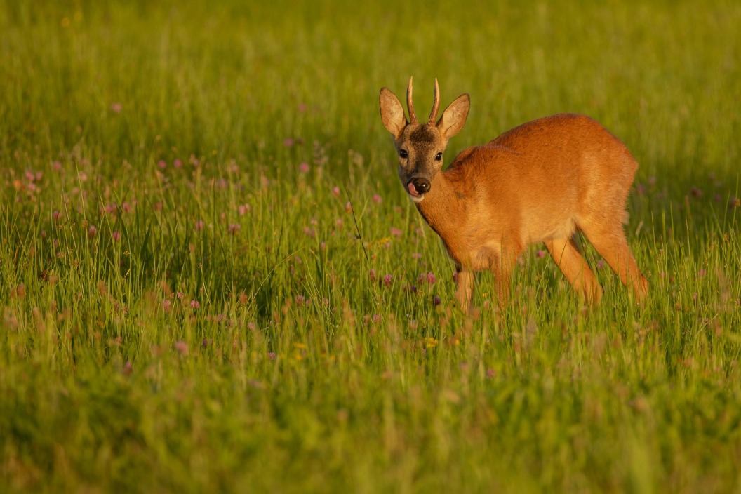 Het landschap steunen?