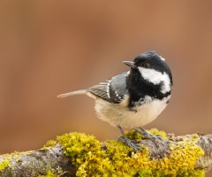 Excursie ‘Vroege vogels’ Dal van de Mosbeek