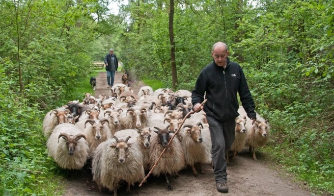 Schaapscheren op Hoeve Springendal
