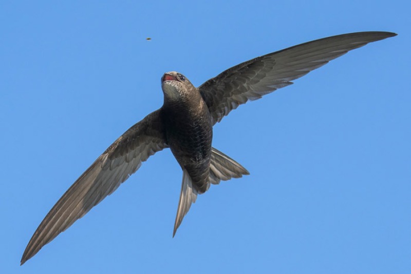 Gierzwaluwen de vogelste vogel | lezing door Johan Tinholt
