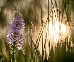 Ontdek orchideeën en wilde planten