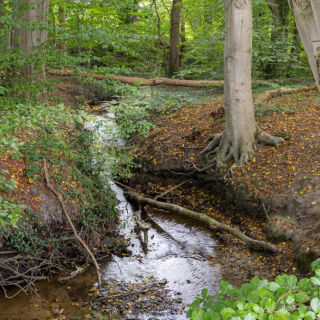 Dal van de Mosbeek.