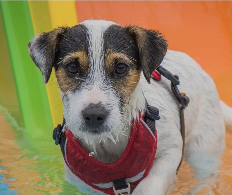 Honden voor Honden Plons!