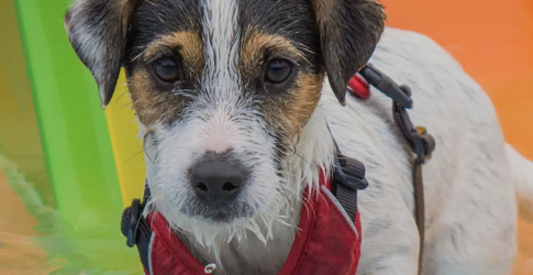 Honden voor Honden Plons!