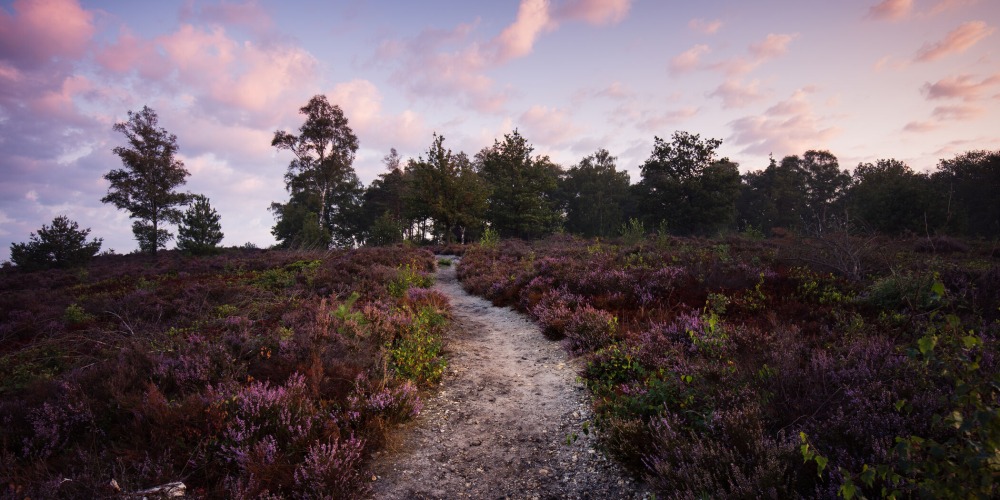foto: Ronald Jansen