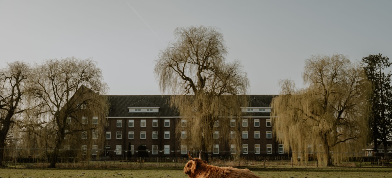 Schotse Hooglanders