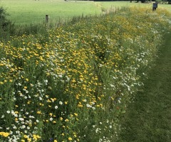 Kruidenwandeling