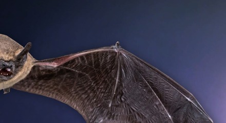 What Is It Like to Be a Bat?