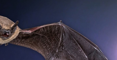 What Is It Like to Be a Bat?