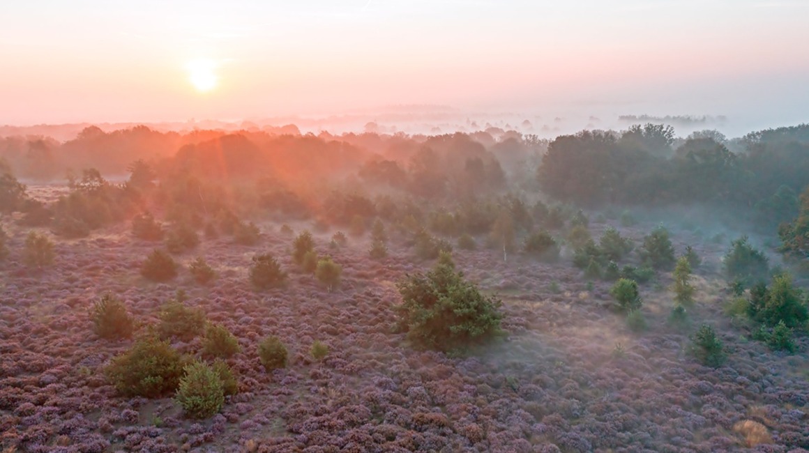 Zonsopgang boven een mistig heideveld met paarse bloemen en verspreide bomen in een natuurgebied.