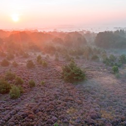 Zonsopgang boven een mistig heideveld met paarse bloemen en verspreide bomen in een natuurgebied.