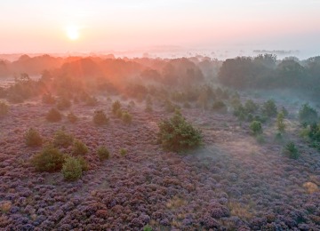 Zonsopgang boven een mistig heideveld met paarse bloemen en verspreide bomen in een natuurgebied.
