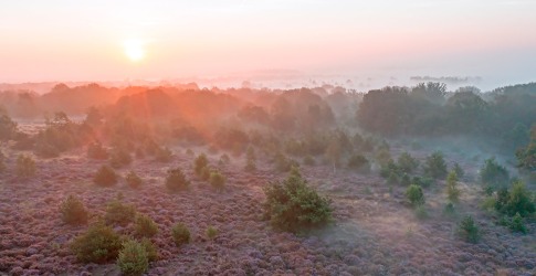 Zonsopgang boven een mistig heideveld met paarse bloemen en verspreide bomen in een natuurgebied.