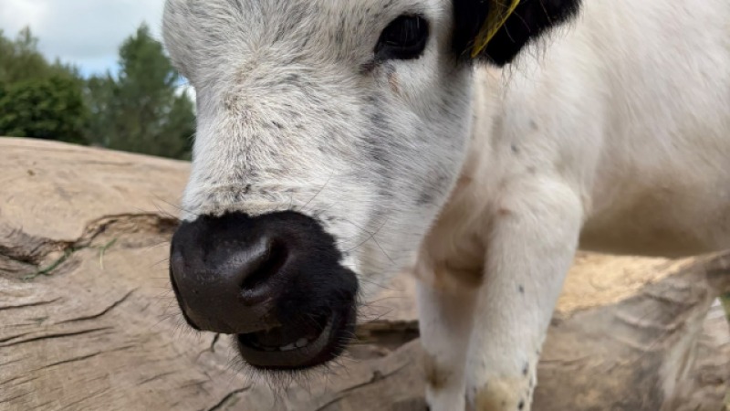 Humans of Kampen Live: Kinderboerderij Cantecleer - Lezing