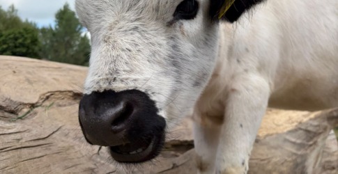 Humans of Kampen Live: Kinderboerderij Cantecleer