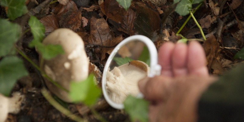 Herfst & Paddenstoelenwandeling - De herfst is begonnen!
