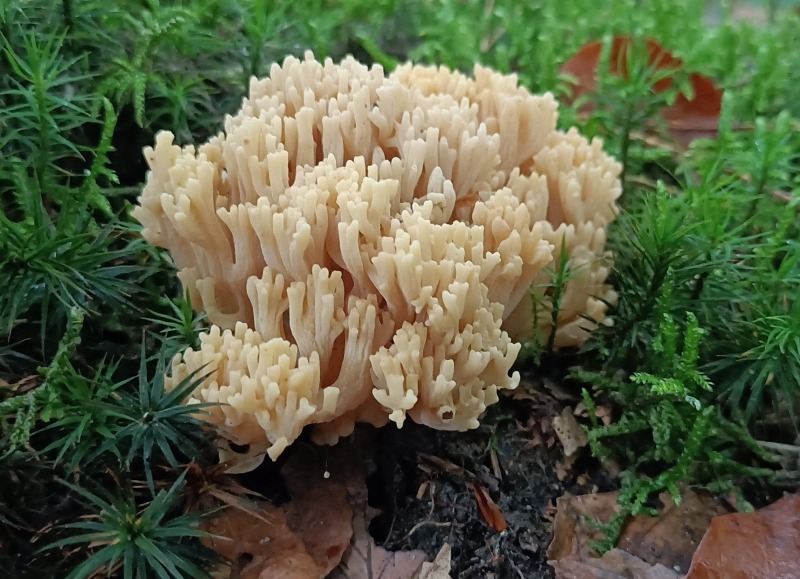 Cursus paddenstoelen - Duik in de fascinerende wereld van paddenstoelen tijdens een vierdelige cursus voor beginners.